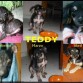 Evoluciòn de Teddycito  en una sola foto.